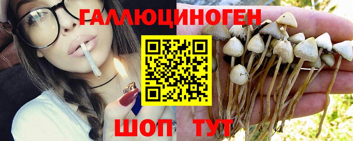 Галлюциногенные грибы Psilocybe Симферополь